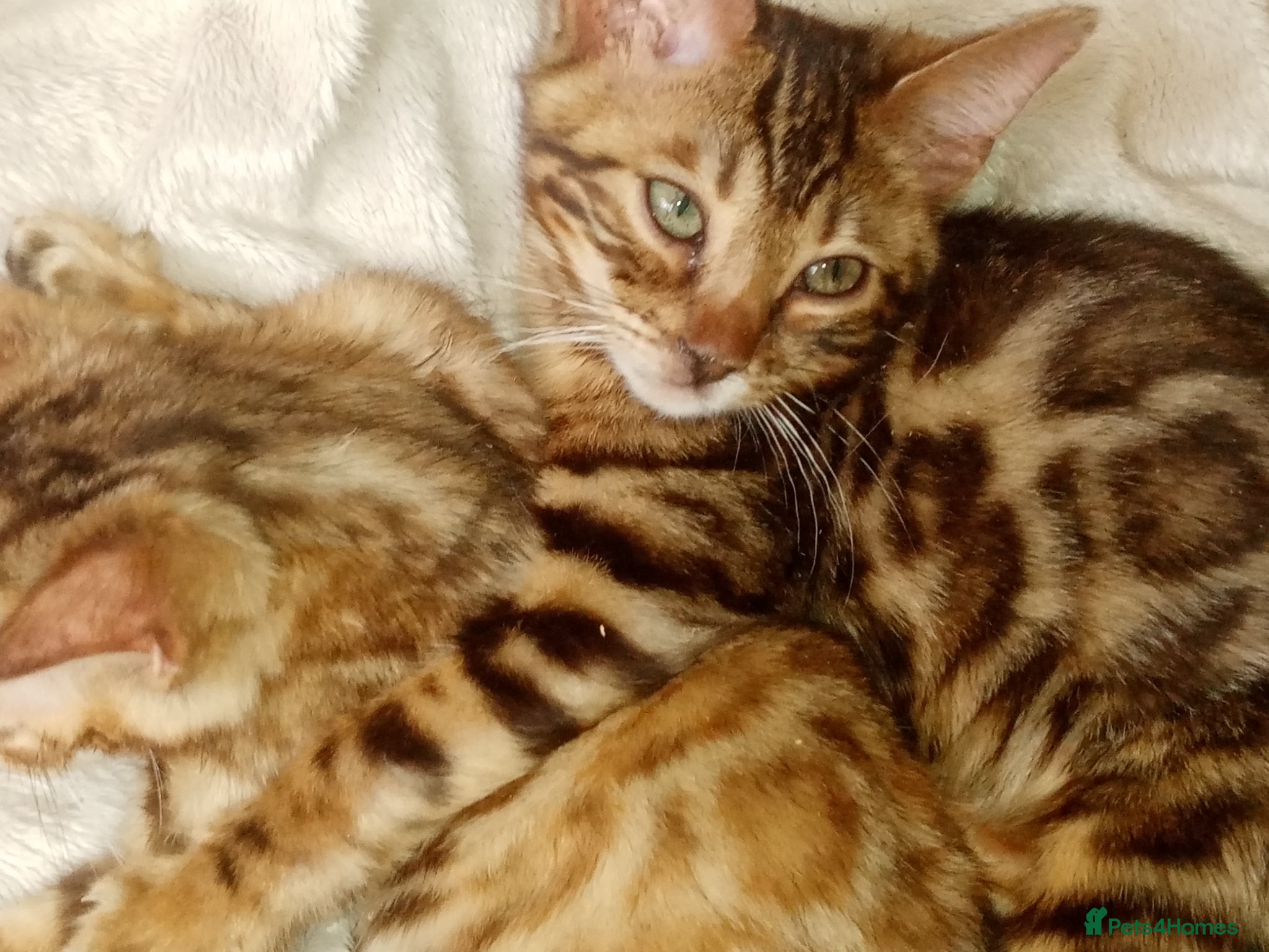 Mixed Breed cats for sale: Beautiful Part Bengal Kittens  - Advert 1