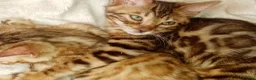 Mixed Breed cats for sale: Beautiful Part Bengal Kittens  - Advert 1