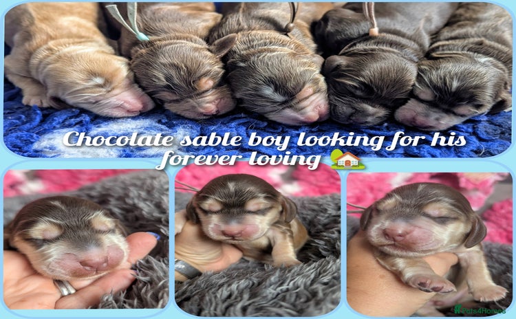 Cocker Spaniel dogs - Advert 4