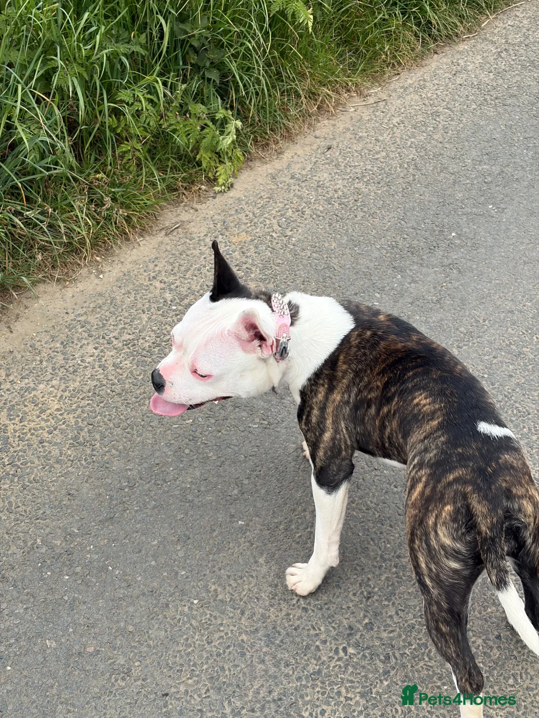 Mixed Breed dogs for sale: Staffy x frenchie  in Bury Saint Edmunds - Advert 5