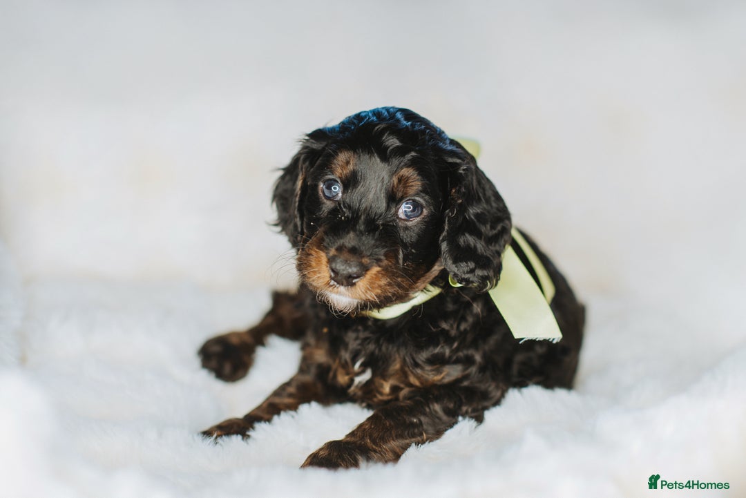 Cockapoo dogs for sale:  READY NOW!! 💙🐶💙2 boys Amazing F1b Cockapoos  - Advert 26