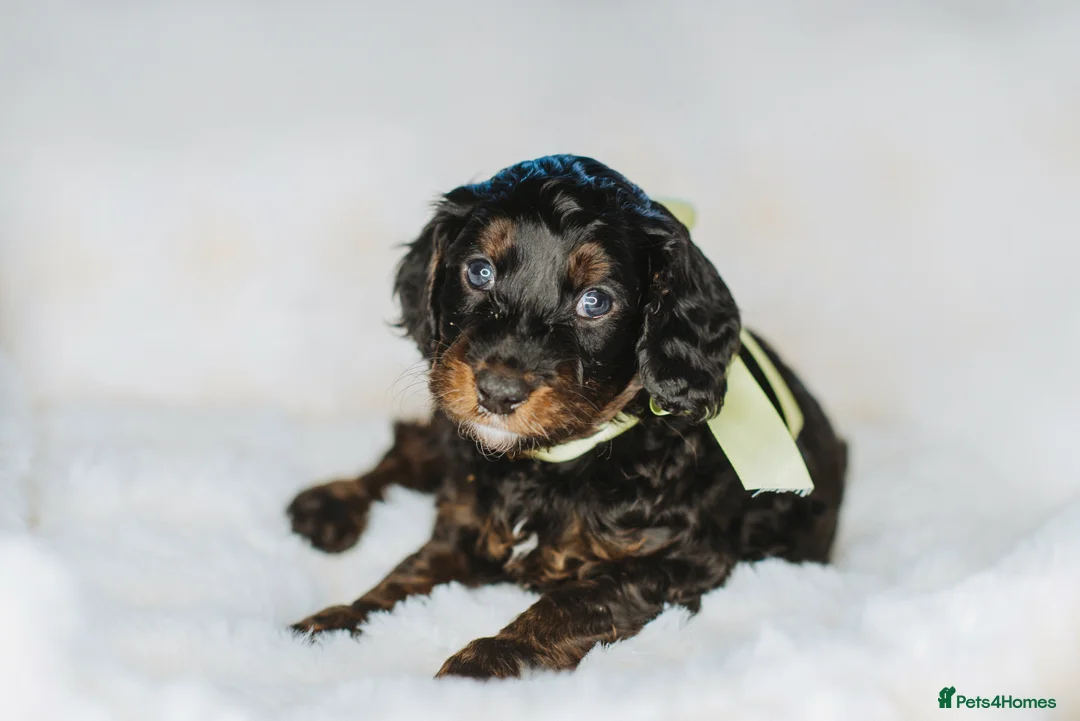 Cockapoo dogs for sale:  READY NOW!! 💙🐶💙2 boys Amazing F1b Cockapoos  - Advert 26