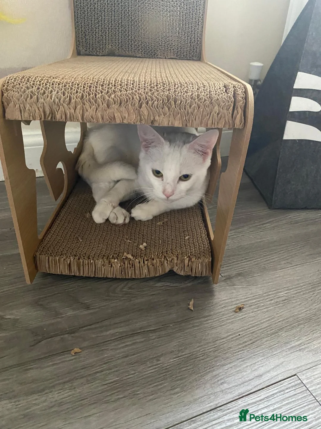 Domestic Shorthair cats for adoption: Sisters Snowy and Midnight need a home - Advert 2