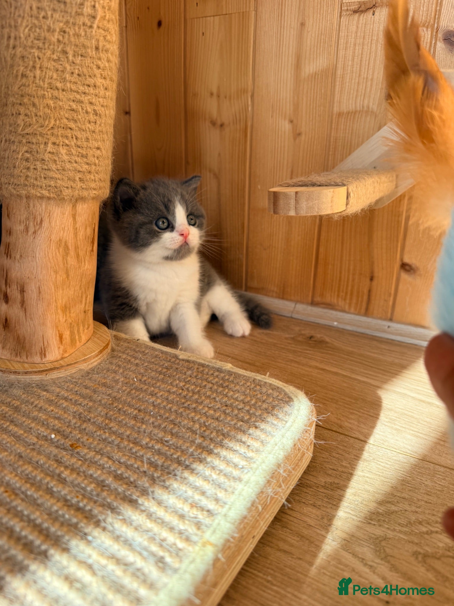 British Shorthair cats 3 British shorthair kittens - Advert 1
