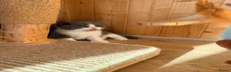 British Shorthair cats for sale: 3 British shorthair kittens - Advert 6