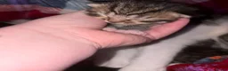 Mixed Breed cats for sale: Gorgeous Bengal cross babies  - Advert 14