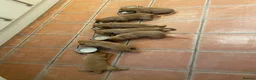 Labrador Retriever dogs for sale: Fox Red Labradors in Oswestry - Advert 4