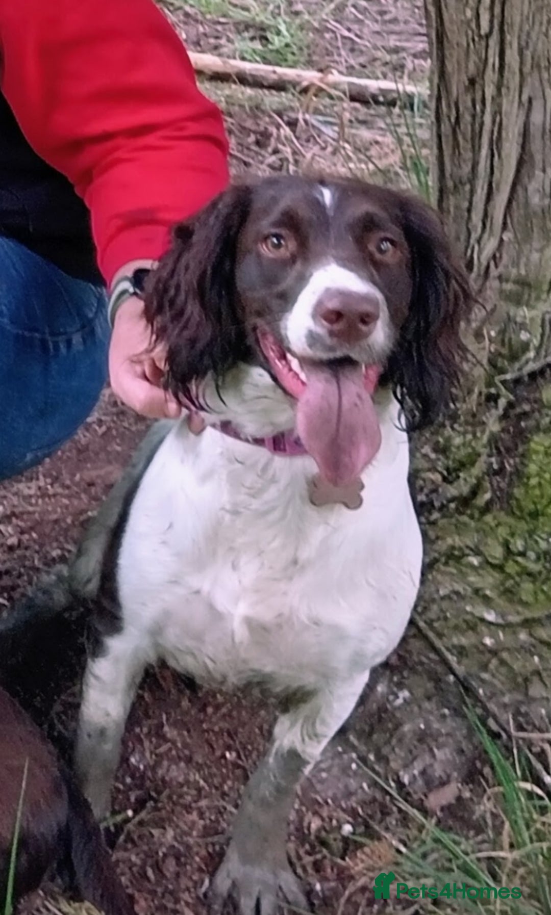 English Springer Spaniel dogs for sale: Beautiful springer Spainel pups. Ready 01/11/25 - Image 23
