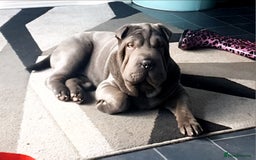 Shar Pei dogs for stud: Shar pei for stud - Image 3