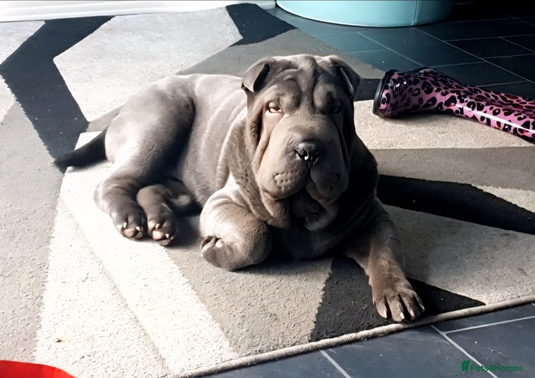 Shar Pei dogs for stud: Shar pei for stud - Image 3