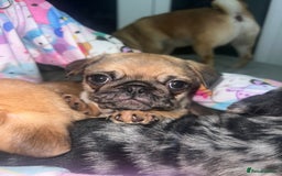 Pug dogs for sale: PUG PUPPYS READY TO GO !!!! - Advert 24