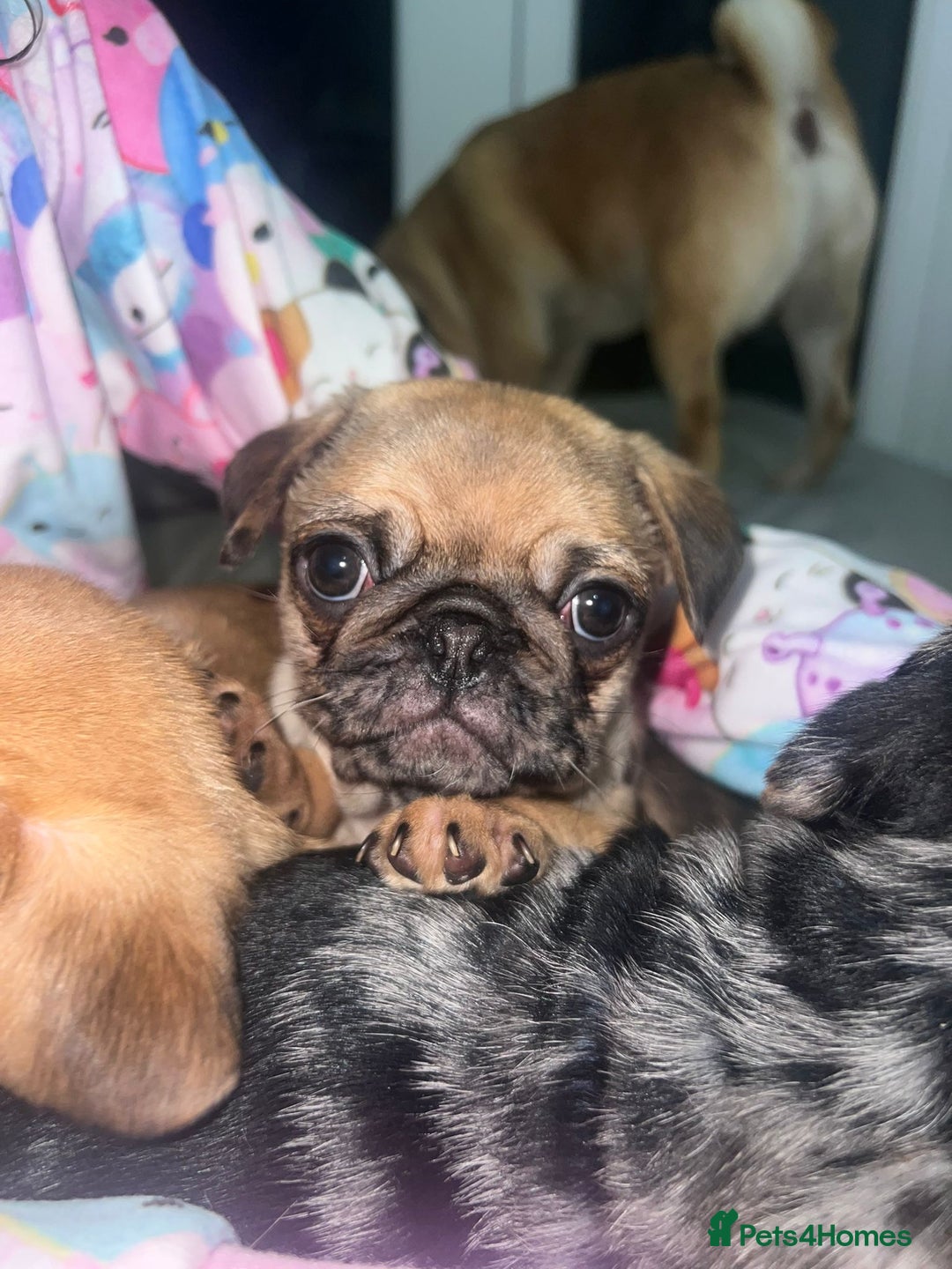 Pug dogs for sale: PUG PUPPYS READY TO GO !!!! - Advert 24