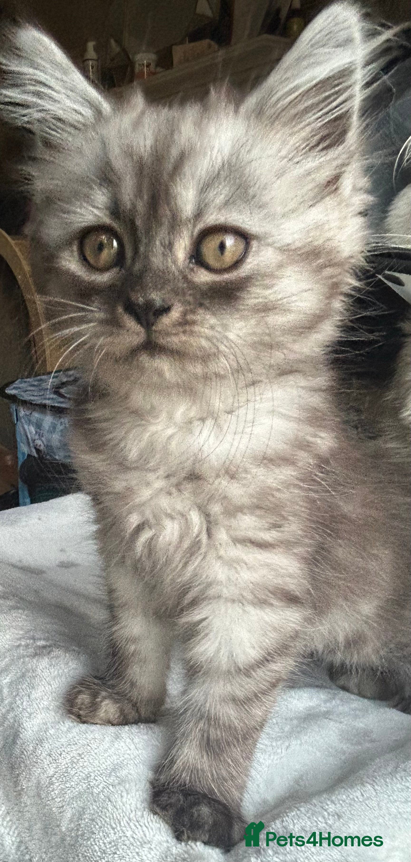 Persian cats Last CUTE KITTEN left Now Reduced  - Advert 2