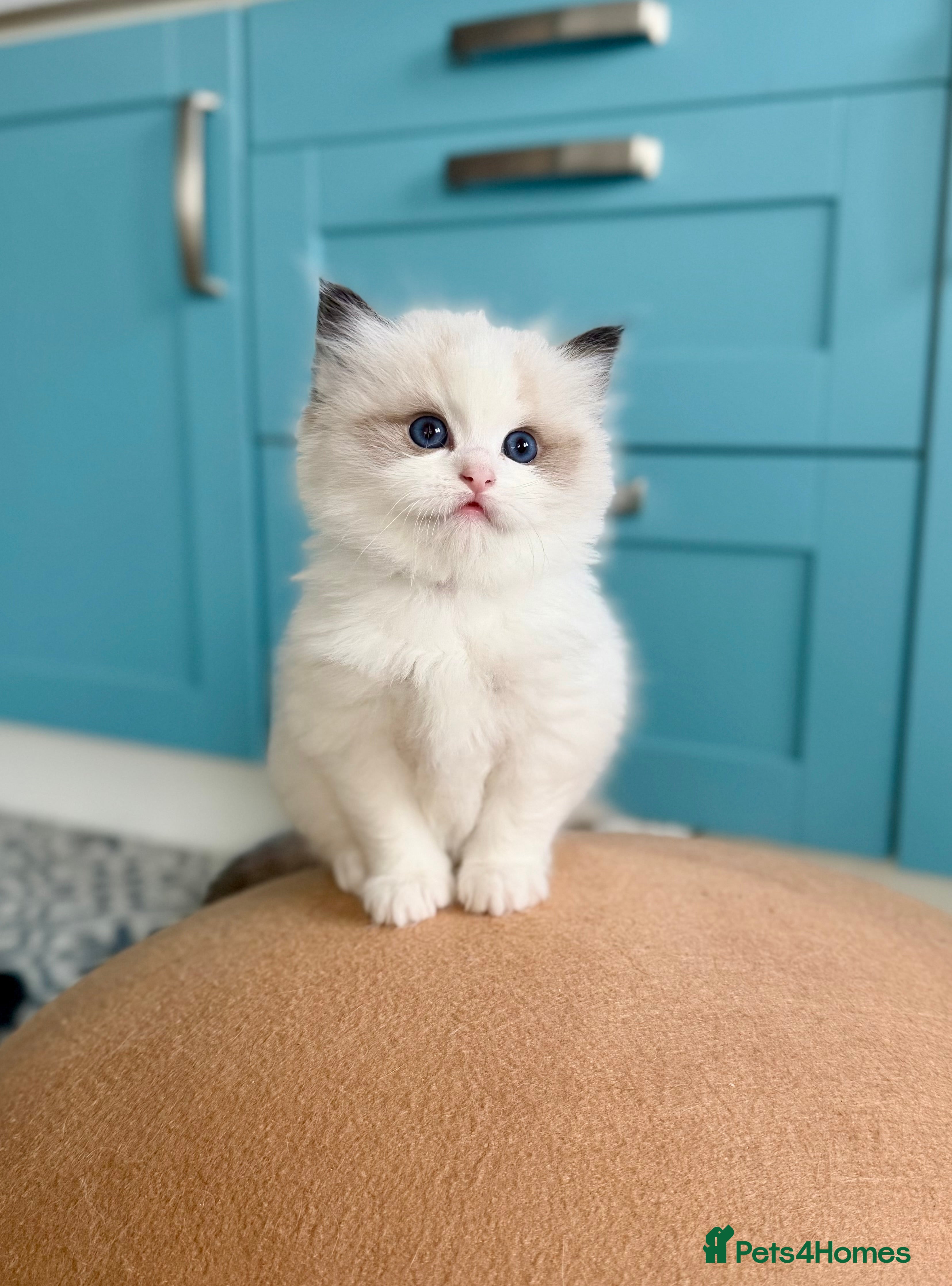 Ragdoll cats TICA registered kitten and mum - Advert 2