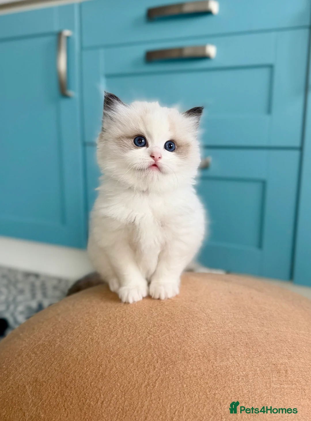 Ragdoll cats for sale: TICA registered kitten and mum - Advert 1