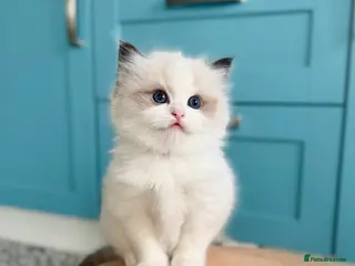 Ragdoll cats TICA registered kitten and mum - Advert 10