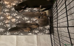 Chug dogs for sale: 2 puppy chugs for sale  - Image 5