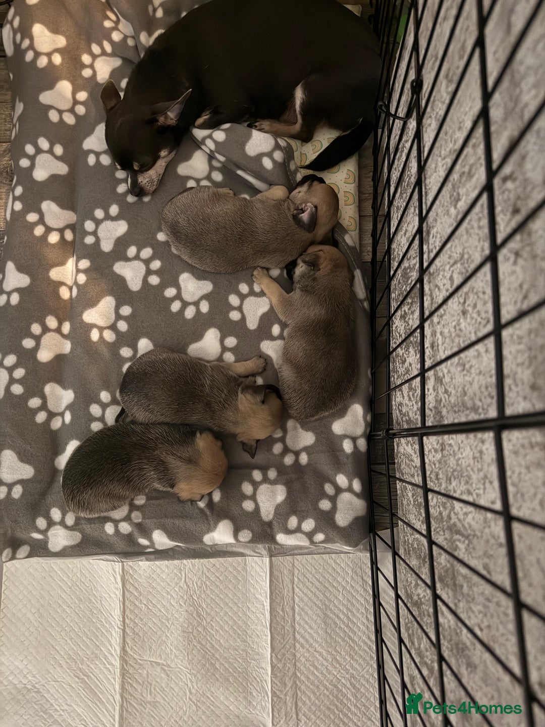 Chug dogs for sale: 2 puppy chugs for sale  - Image 5