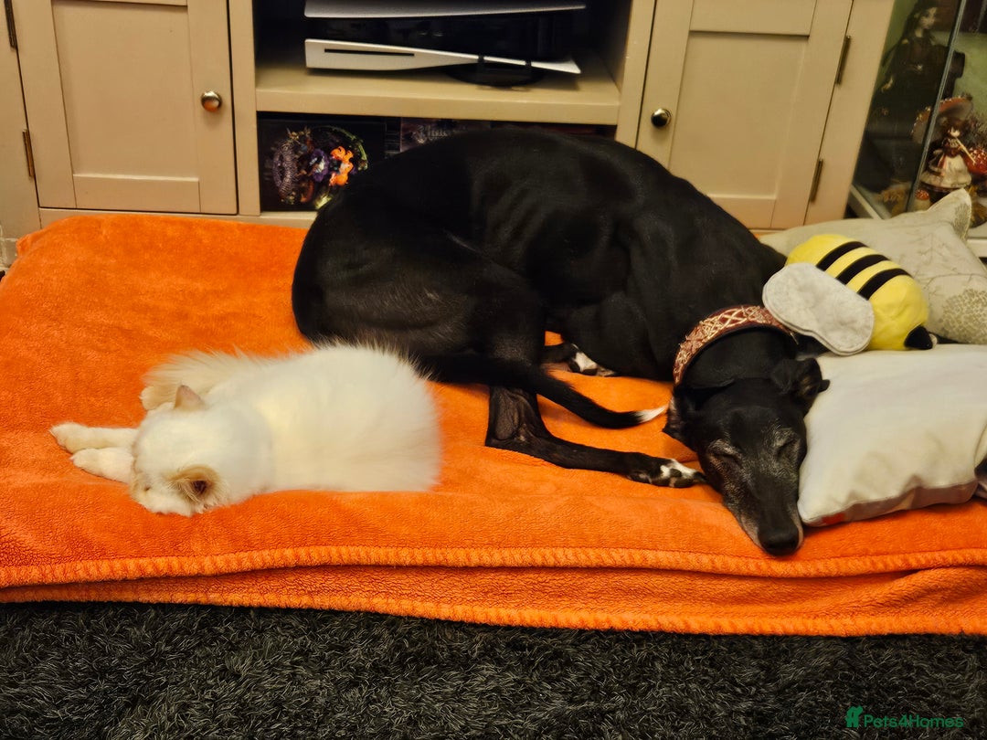 Greyhound dogs for sale: Male Greyhound for sale - Image 4