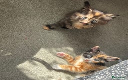 Mixed Breed cats for sale: Mixed breed kittens  - Image 2