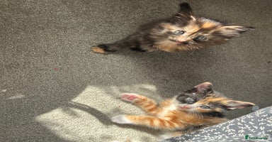 Mixed Breed cats - Advert 15