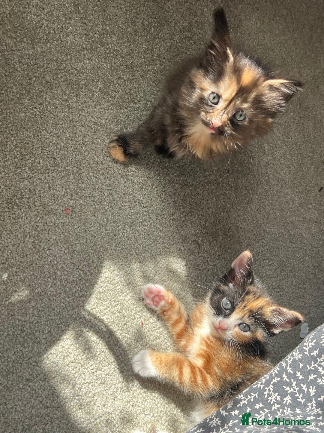 Mixed Breed cats for sale: Mixed breed kittens  - Image 2