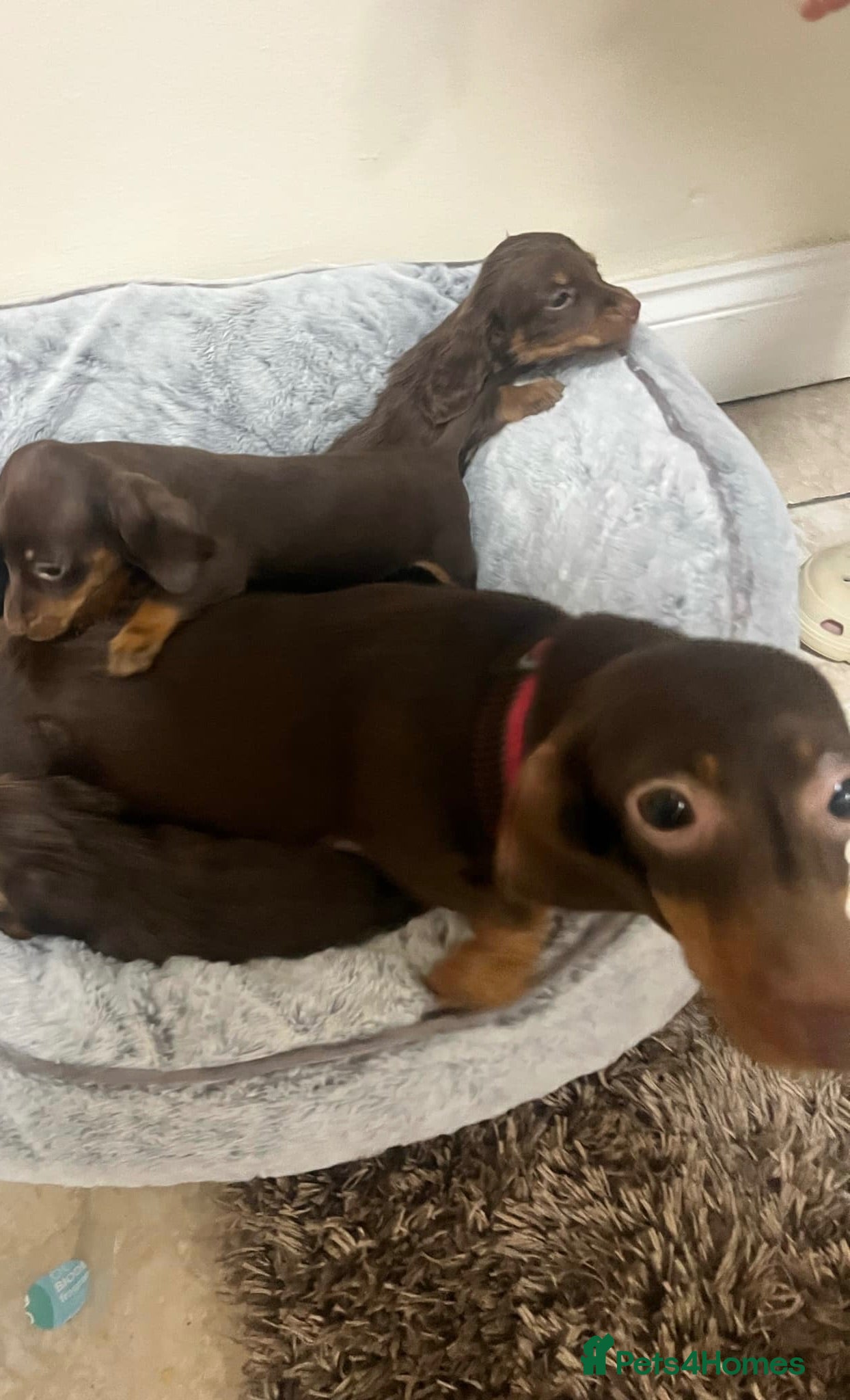 Dachshund dogs Dachshund  - Advert 1