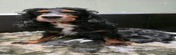 Cocker Spaniel dogs for sale: UNIQUE MARKED COCKER SPANIEL PUPPIES,HEALTH TESTED - Advert 3