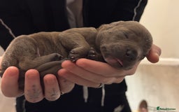 Staffordshire Bull Terrier dogs for sale: 2 blue male staff, 1 brindle girl staff  - Image 3