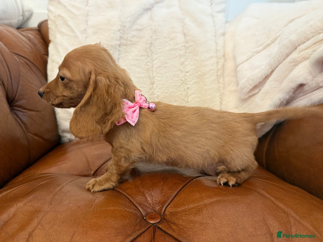 Miniature Dachshund dogs for sale: Beautiful Cream Longcoats Miniature Dachshund  - Advert 16