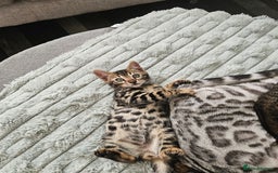Bengal cats for sale: 3 HIGH QUALITY, PURE BLOODLINE BENGAL KITTENS  - Image 3