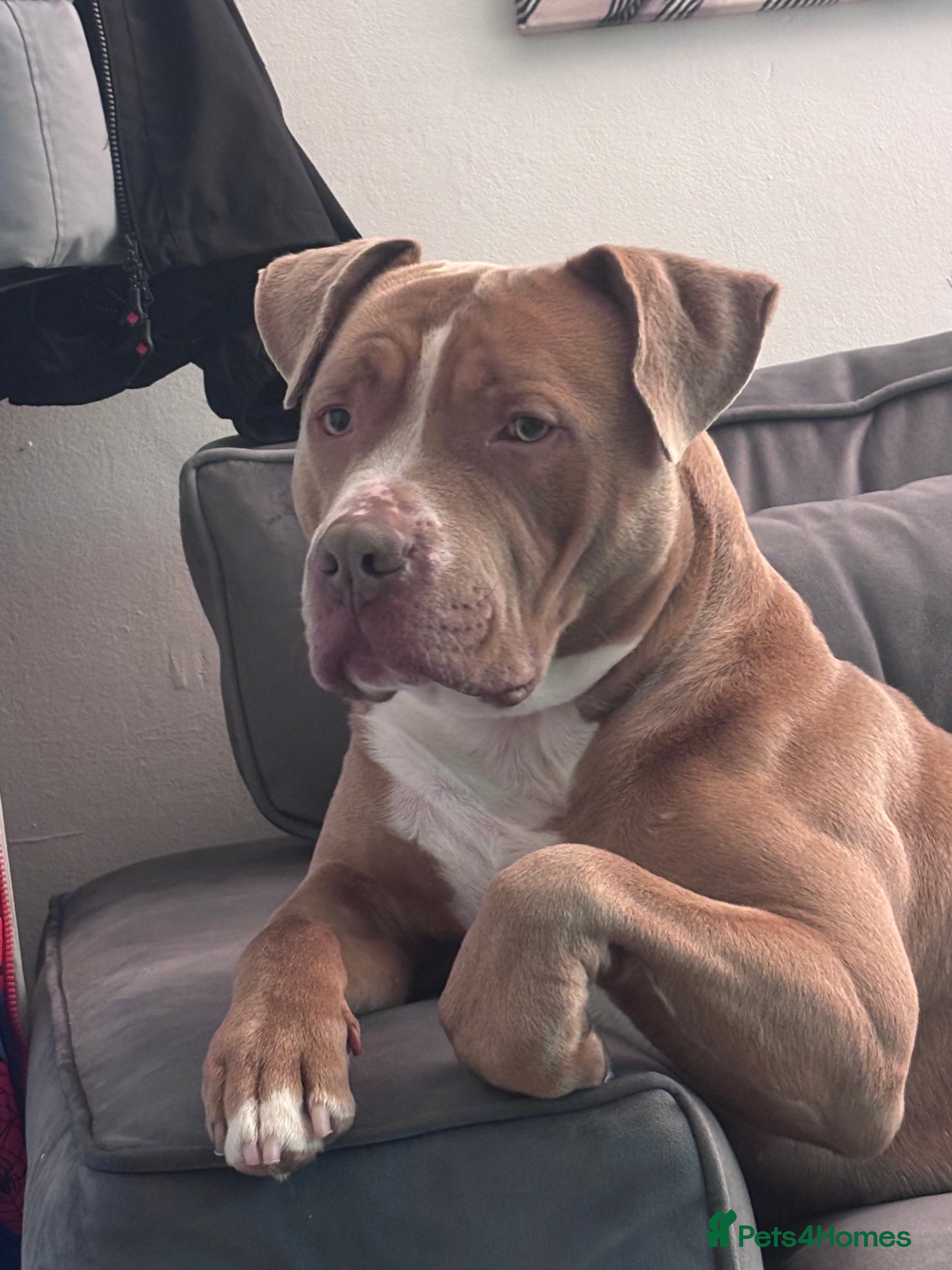 Mixed Breed dogs Pablo  in Leyland - Advert 1