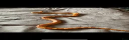 Corn Snake reptiles for sale: Soup - Ultramal corn snake  - Advert 2