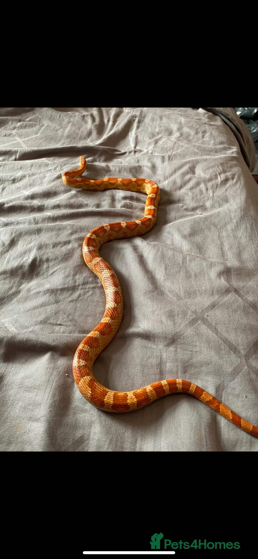 Corn Snake reptiles for sale: Soup - Ultramal corn snake  - Advert 2