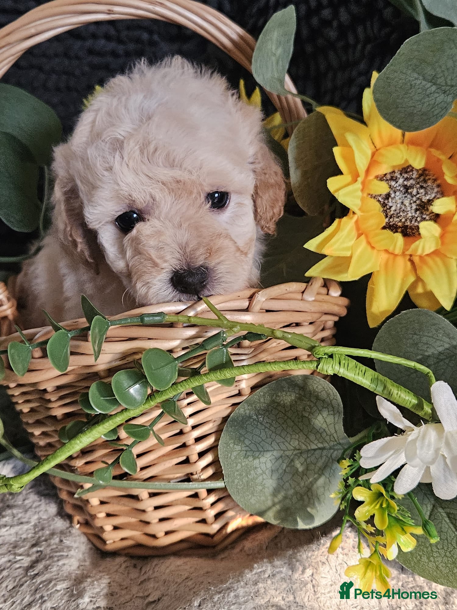 Maltipoo dogs Stunning F1 multipoo puppies - Advert 5
