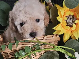 Maltipoo dogs Stunning F1 multipoo puppies - Advert 2
