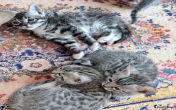 Balinese cats for sale: kittens - Image 15