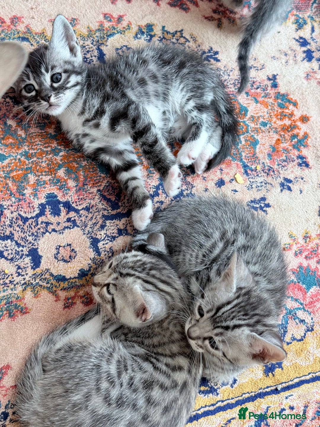 Balinese cats for sale: kittens - Image 15