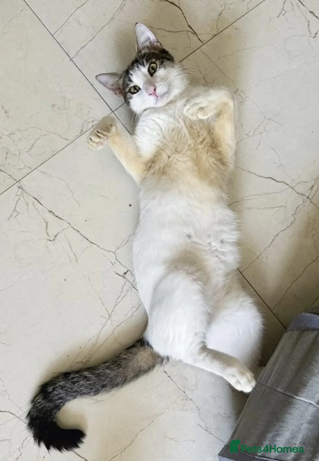 Arabian Mau cats for adoption: Male Cat for Indoor Adoption - Advert 5