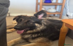 German Shepherd dogs for sale: German shepherd long haired  - Image 4