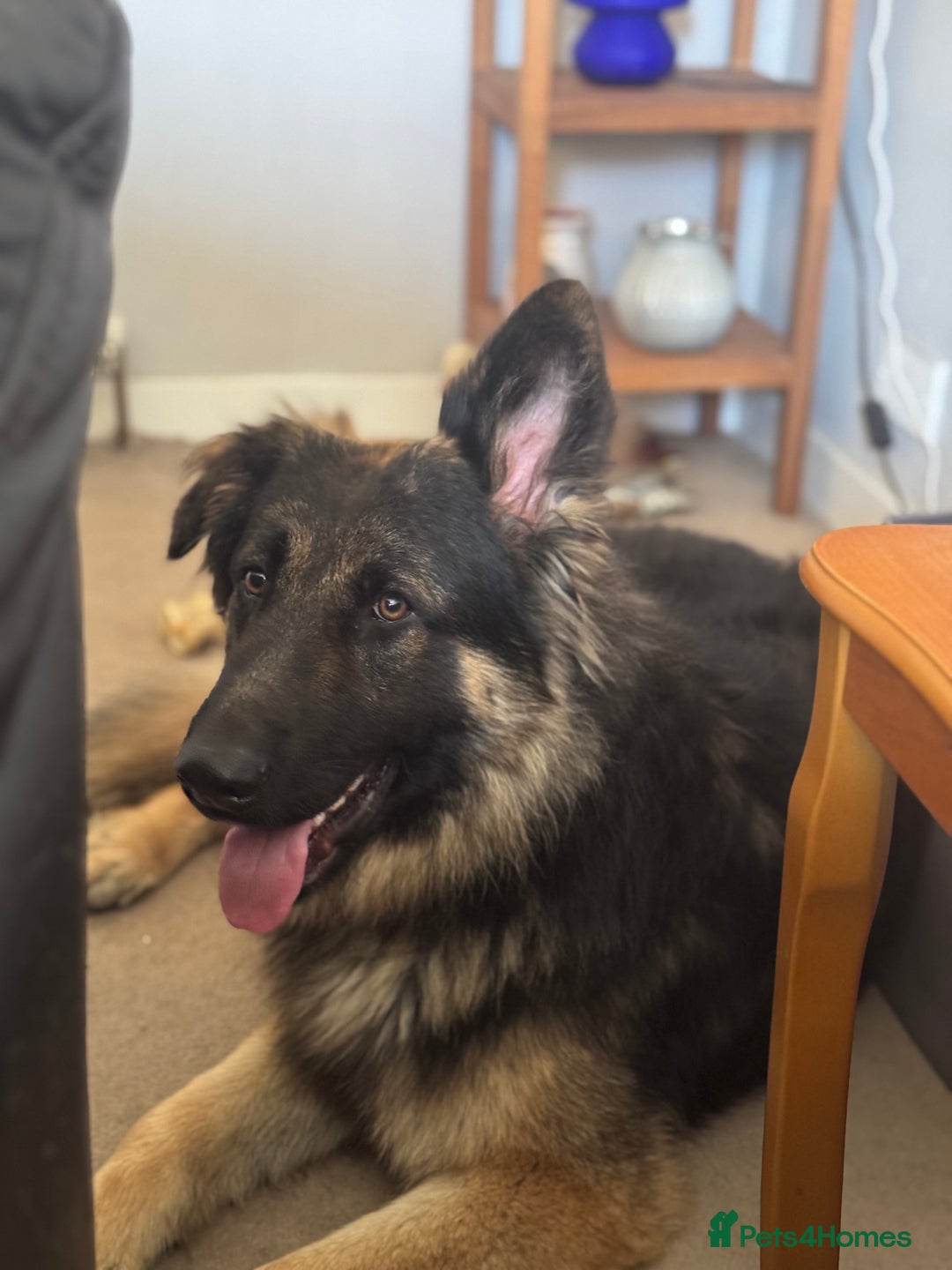 German Shepherd dogs for sale: German shepherd long haired  - Image 4