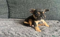 French Bulldog dogs for sale: French bulldog puppies  - Image 6