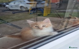 Mixed Breed cats for sale: Half norweigen forest cat 1/4 bengal 1/4 longhair - Image 13