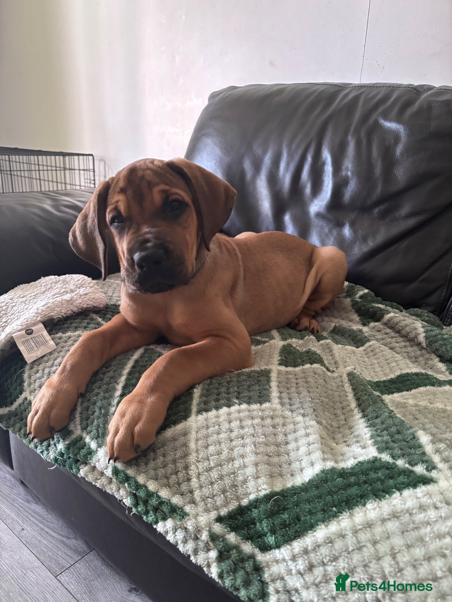 Mixed Breed dogs URGENT LAST FEMALE LEFT!! Great Rottie Puppies - Advert 17