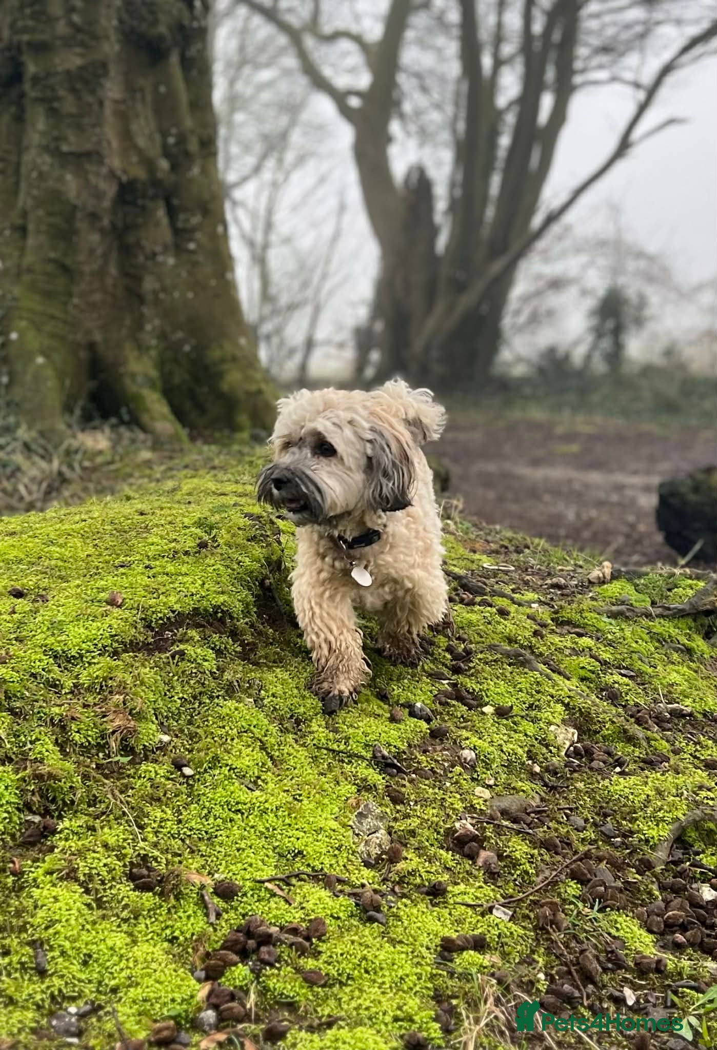 Havanese dogs Teddy – 7 Year Old Neutered Male Havanese  in Newbury - Advert 3