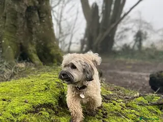 Havanese dogs Teddy – 7 Year Old Neutered Male Havanese in Newbury - Advert 3