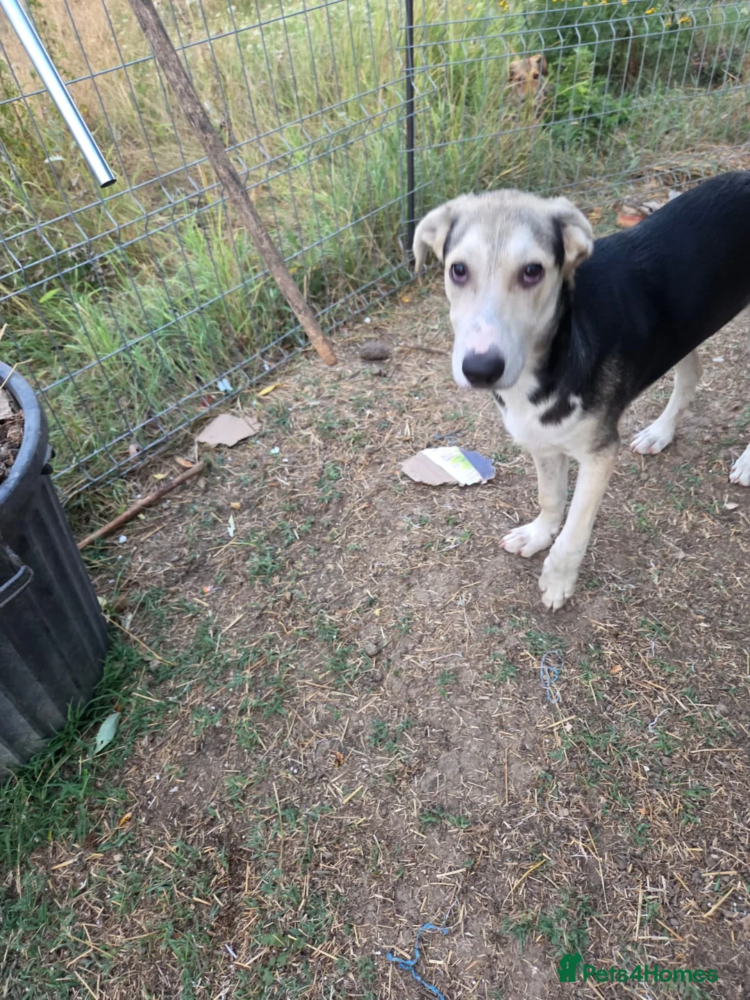 Mixed Breed dogs for adoption: RICKY - a superb young boy for a Loving Home - Advert 14
