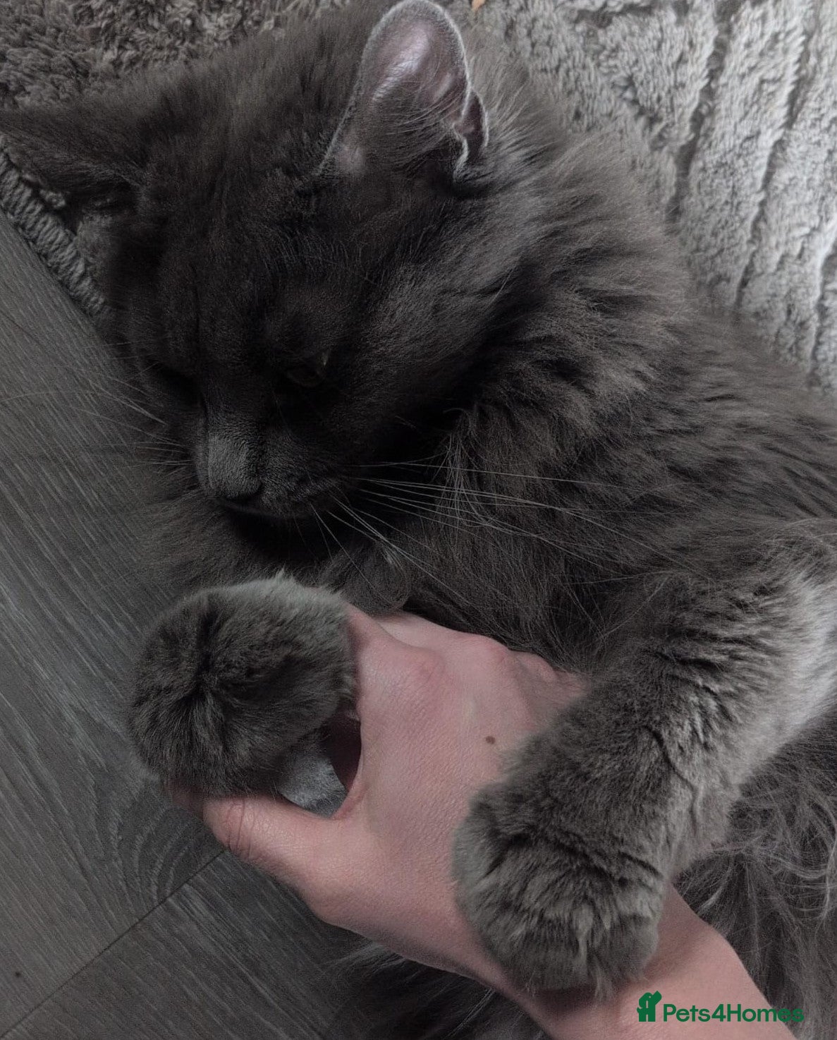 Maine Coon cats Beautiful chunky mainecoon kittens - Advert 4