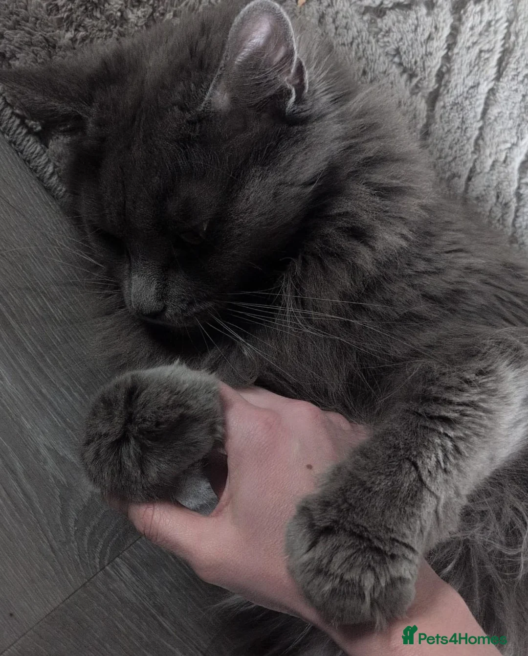 Maine Coon cats for sale: Beautiful chunky mainecoon kittens - Advert 1