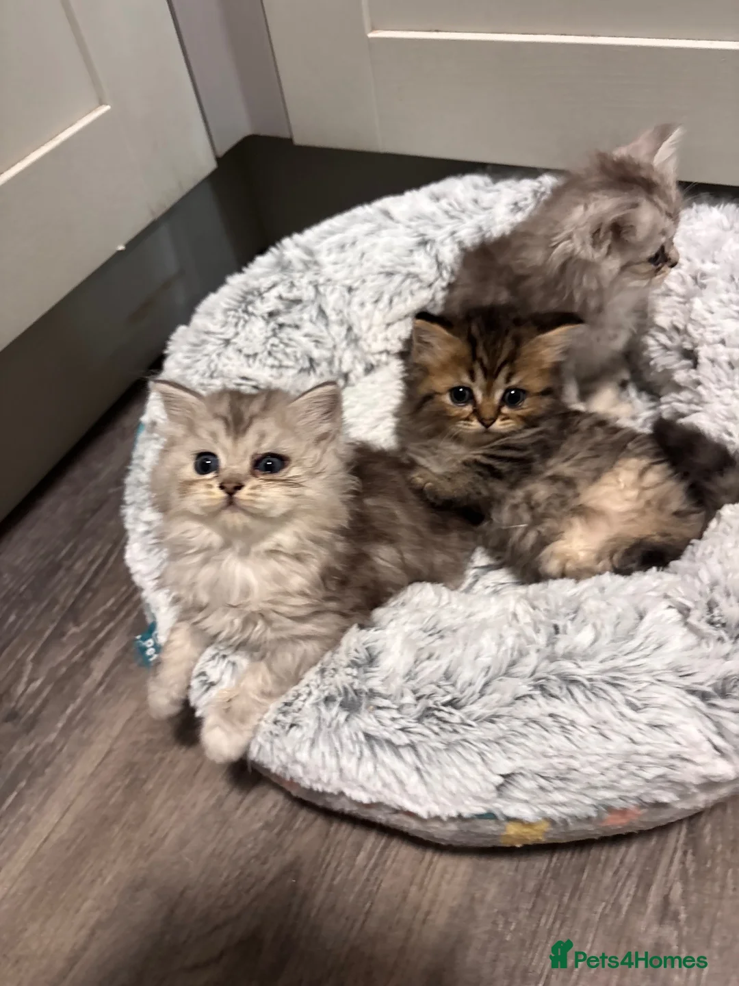 Mixed Breed cats for sale: Fluffy kittens - Advert 34